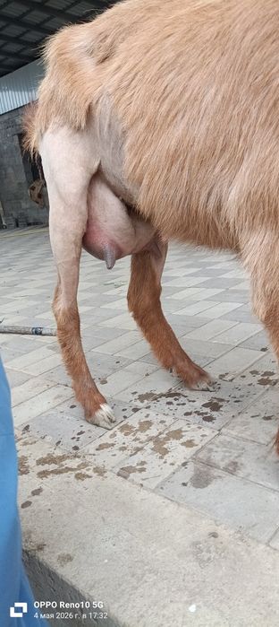 Продам козлёнков