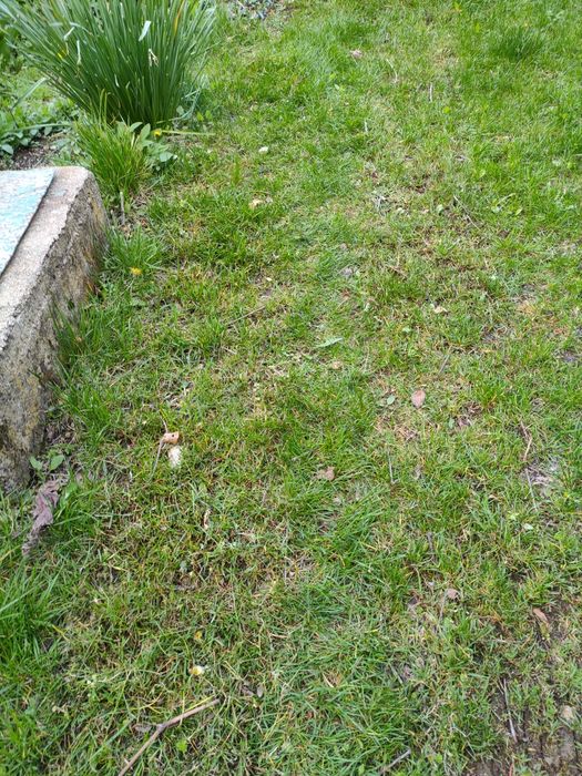 Електрически аератор(вертикулатор) под наем