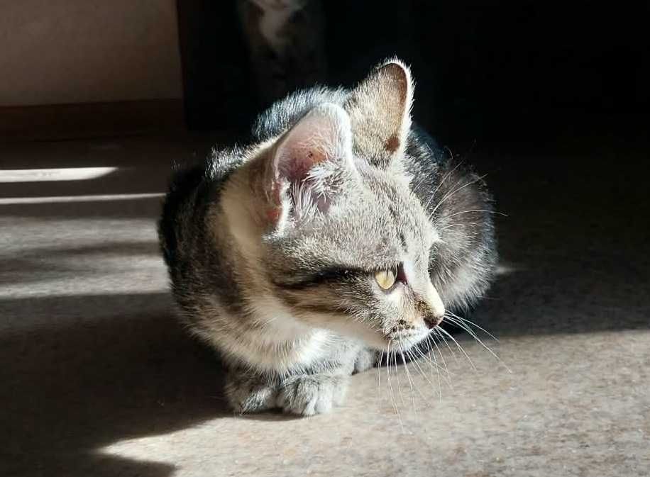 Котёнок-девочка окрас дымчатый