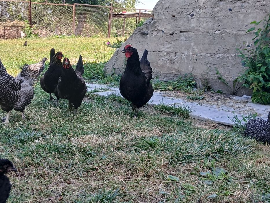 Продам черные куры  породы австролорп