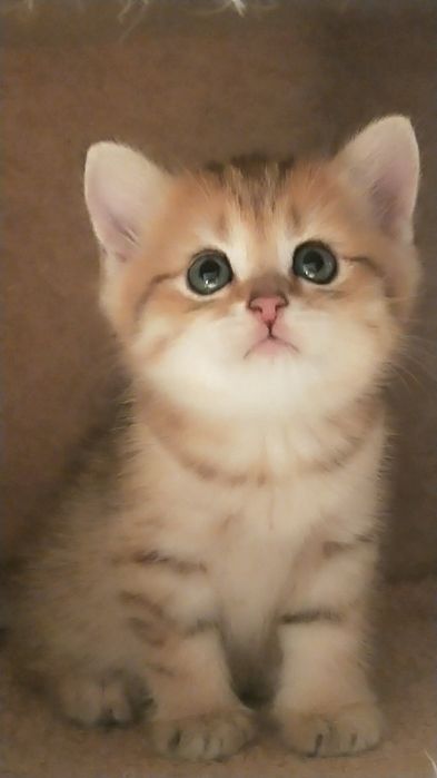 Продам золотую шиншиллу