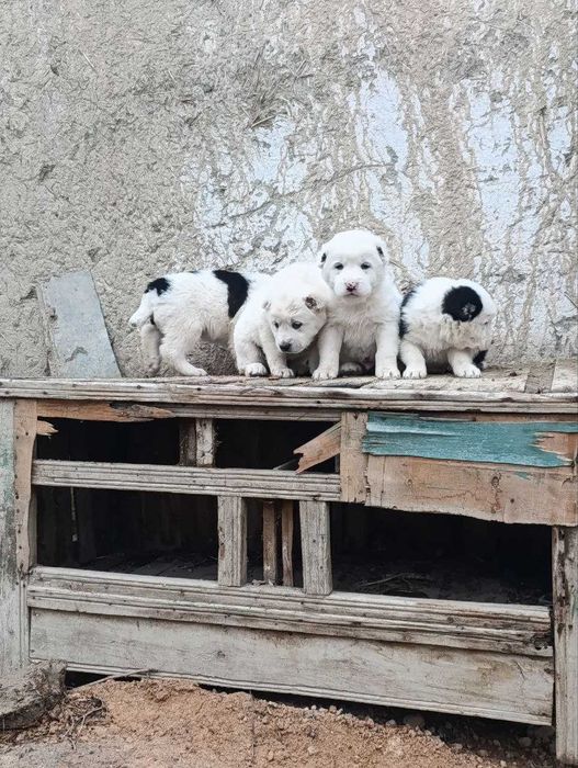 Alabay it bolasi erkak narxi 150$ 4 dona qoldi manzil Navoiy