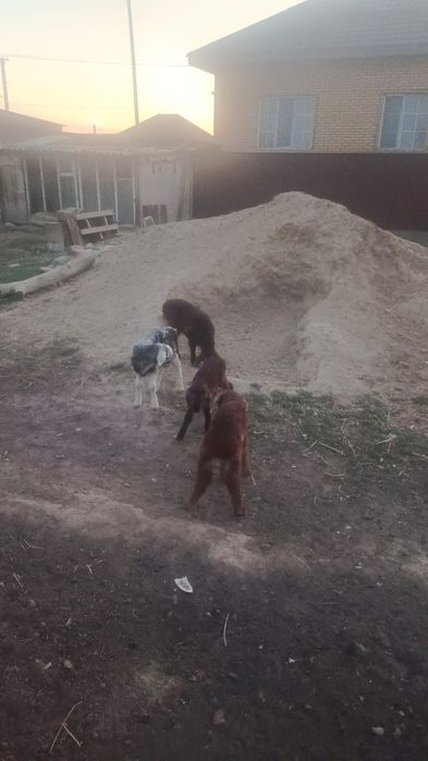 Қосылып қойлар сатылады