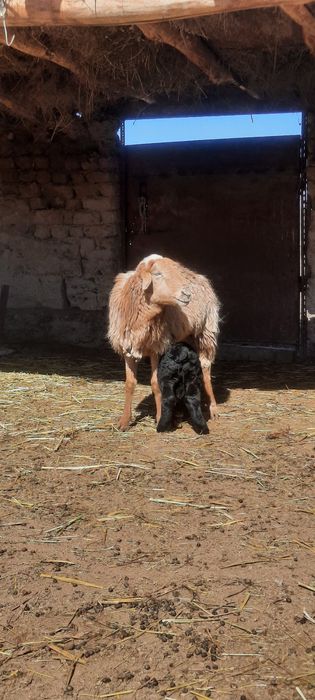 Уш козылы кой бар сатылатын