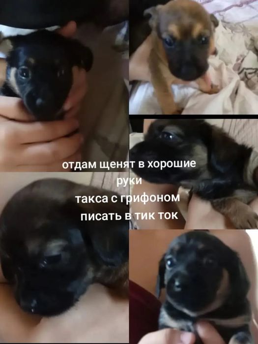 Щенки отдам в хорошие руки