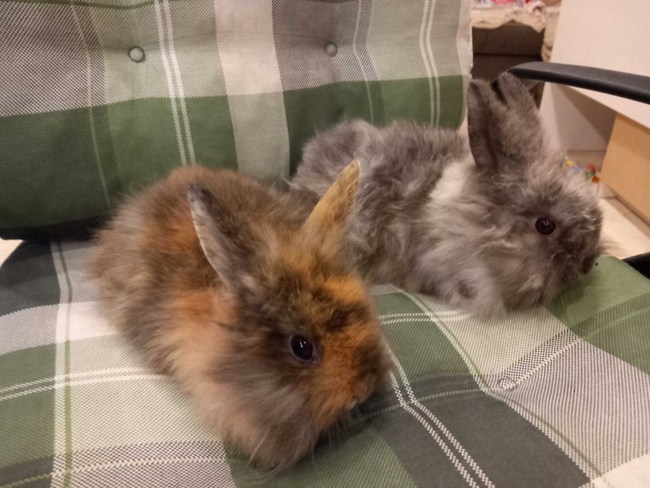 Iepure Mini Toys Iepure de Companie