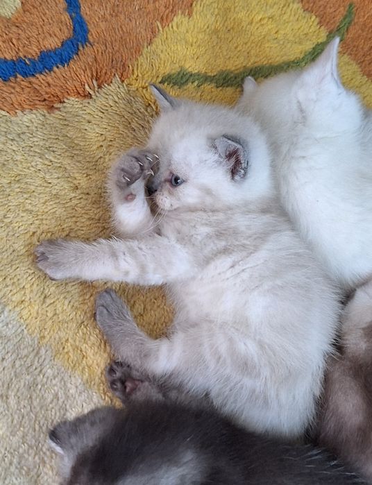 Шотландский шотландский котенок