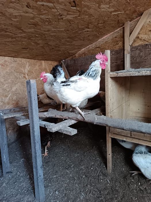 Продам кучинская юбилейная