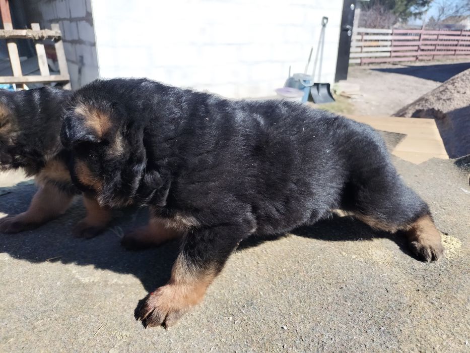 Щенки немецкой овчарки