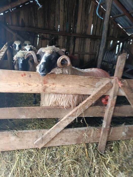 Vând berbec breaz mior