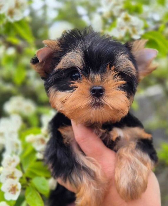Йоркширский терьер щенки рассрочка доставка большой выбор