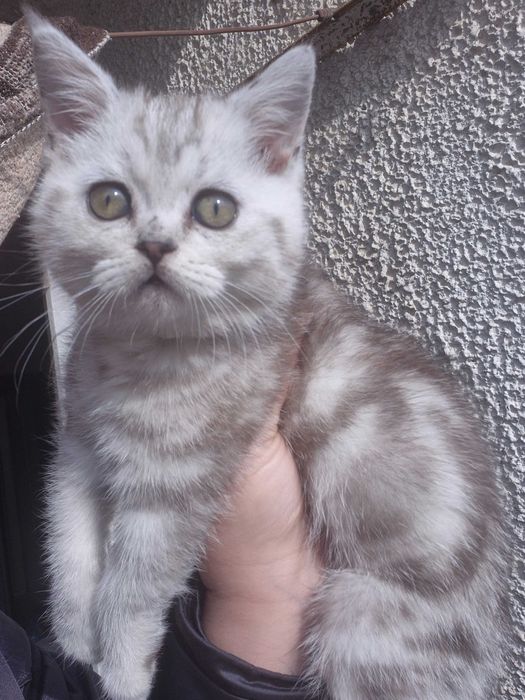 Котенце Сребърно Таби
