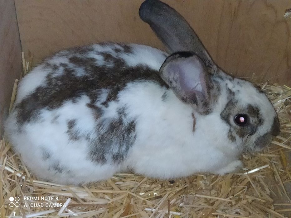 Quyon sotladi, Zotli quyonlar uchtasi 350000