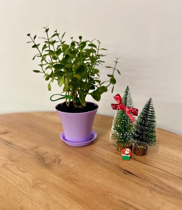 Каланхоэ 3 в 1 цветочка