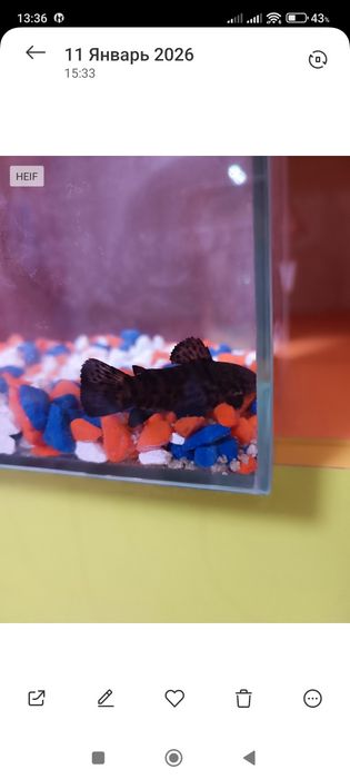 Аквариум с рыбкой