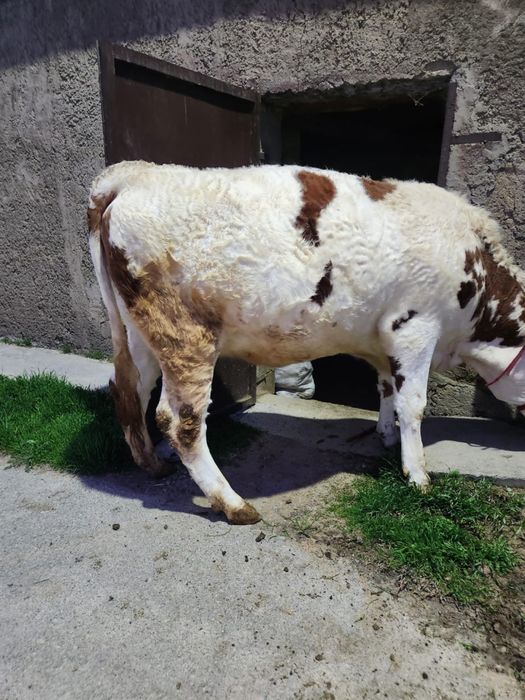 Продается нетель чисто породная сементал