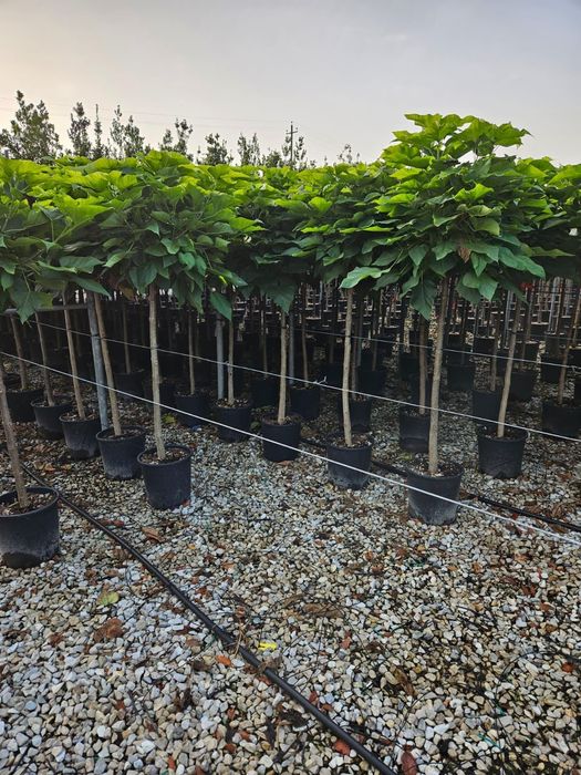 Catalpa globulară transport gratuit