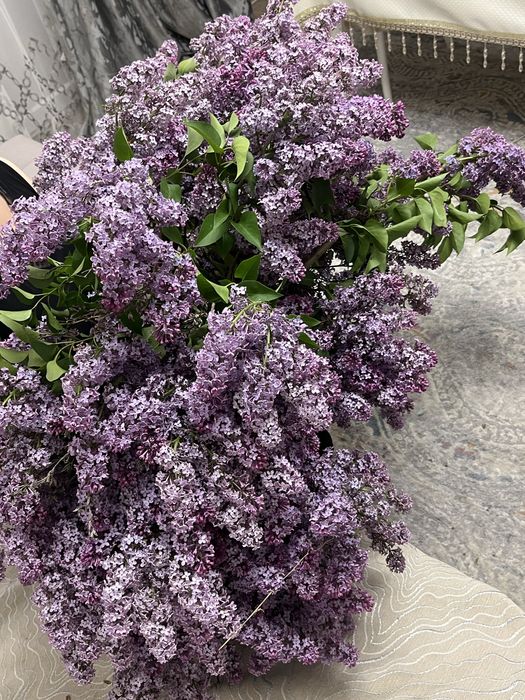 Продаю свежые сирень