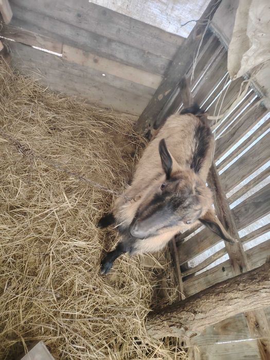 Vând tap alpin forte frumos bun de ținut