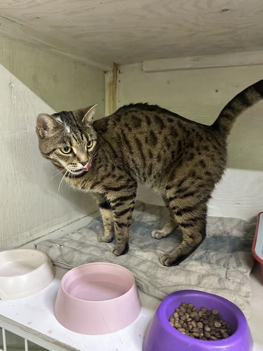 Кот - метис бенгала в добрые руки