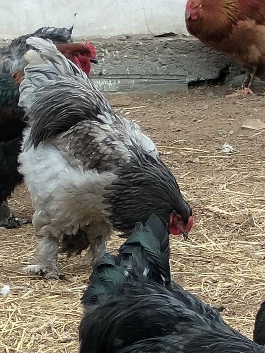 Продам петухов брама 10000.