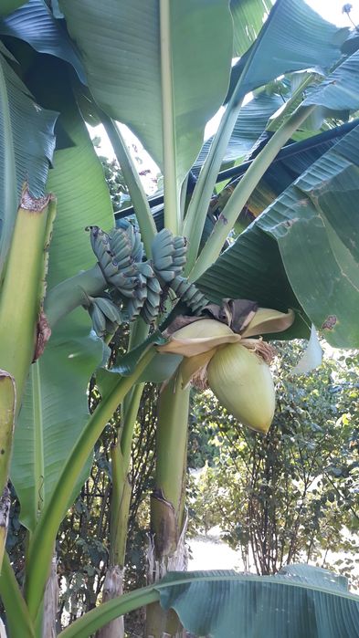 Vand lastari de bananier (banan) in ghiveci