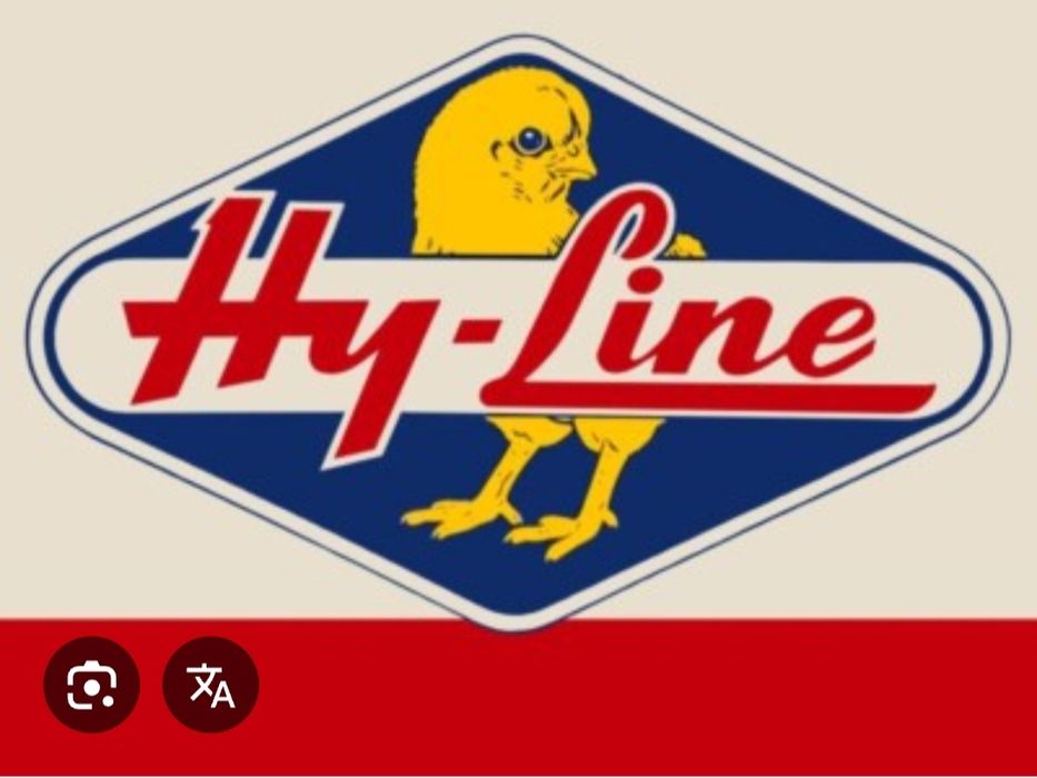 Хаммаси 100 % товук чикади.  Хай-лайн жужалари Jojalar