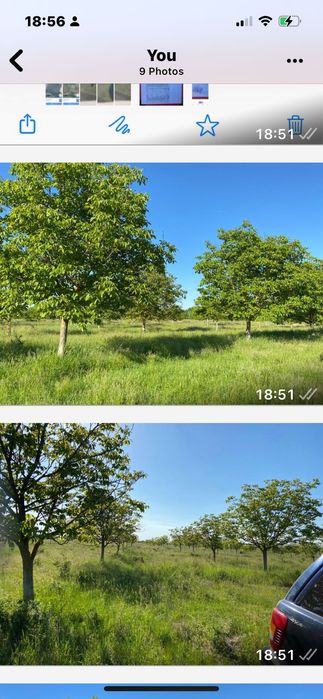 Vand 49 ha teren agricol cu CF