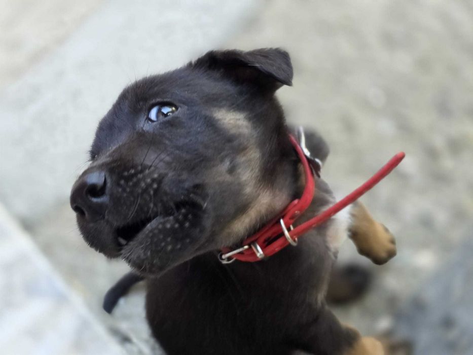 adoptie caine metis negru, 2 luni, vaccinat, sanatos, curat