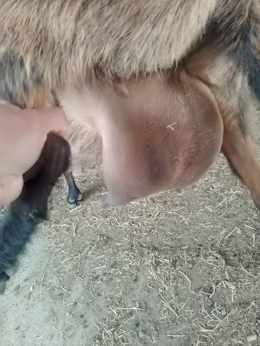 Vind capra alpina franceza a 3 fătare cu 2 ieduțe mari capra e de 4 litri la zi alte informații la