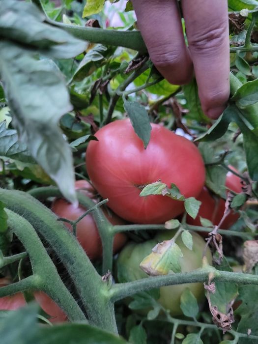 Продам домашнее помидоры