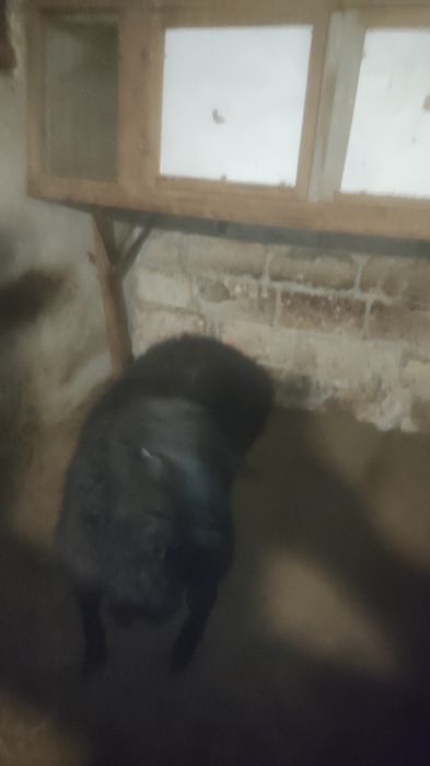 Жемде турган Токты сатылады