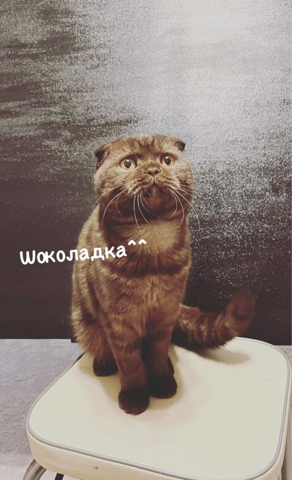 Кот Шотландец Скоттиш Фолд Вислоухий Мальчик