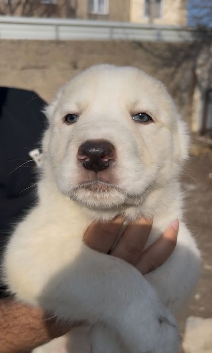 Щенята Алабая (САО)