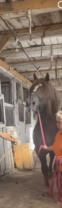 Продам жеребцов тяж русский