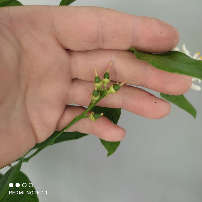 Продам плодоносящий мандарин