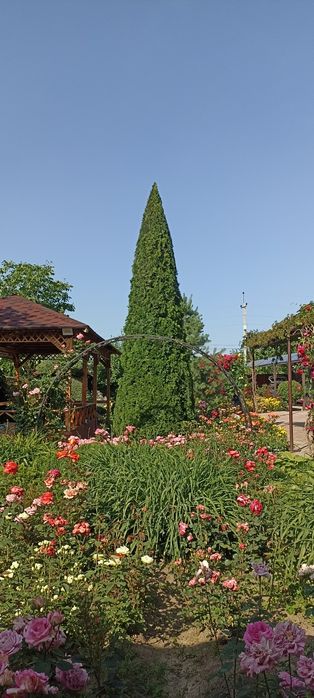 Топиарных дел мастер