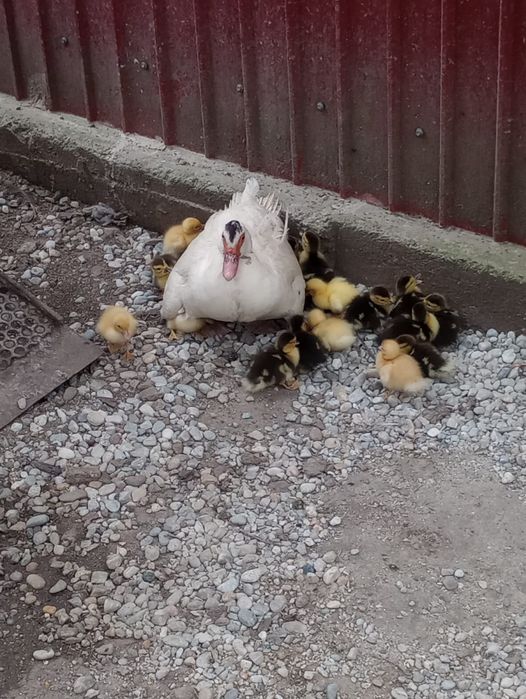 Rate si boboci de vanzare