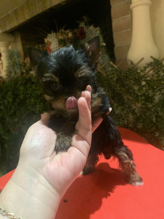 Yorkshire. Terrier fetita