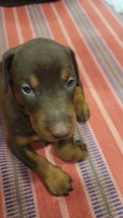 Щенки Доберман 1 месяц, все документы