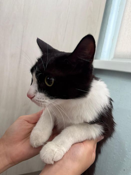 Кошечка в добрые руки отдам