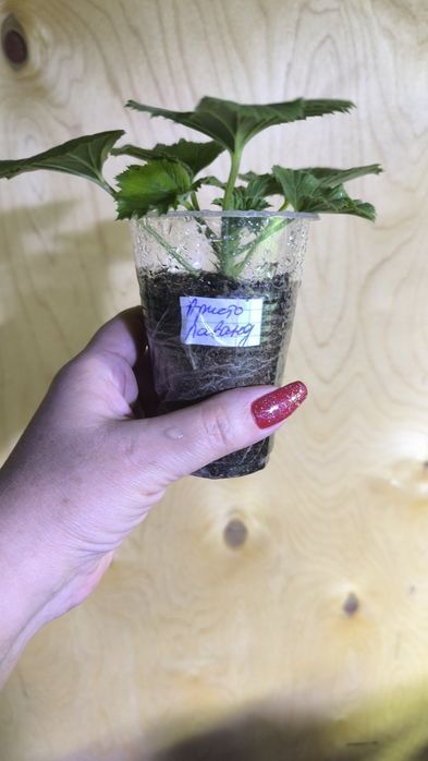 Пеларгонии(герань)разные сорта