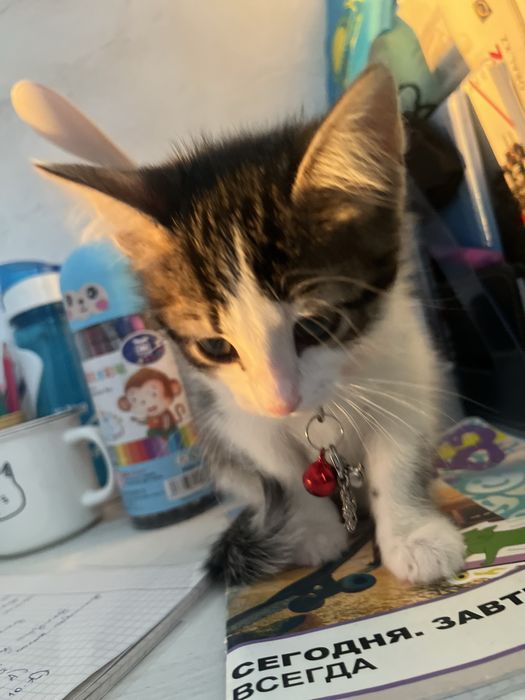 Котенок (мальчик)