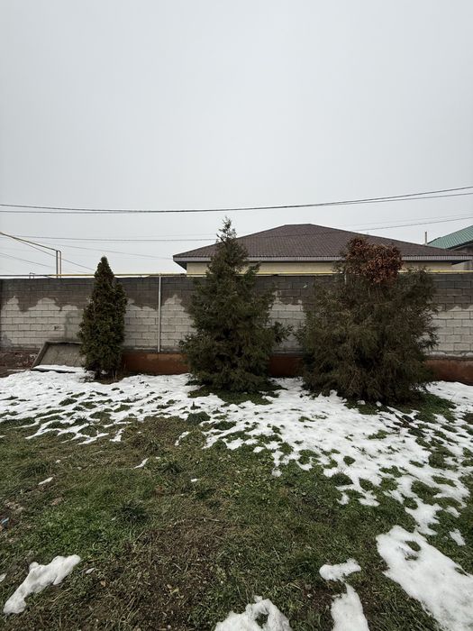 Продам красивые туи