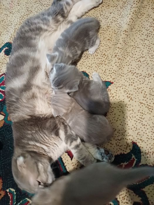 Шотланские вислоушки