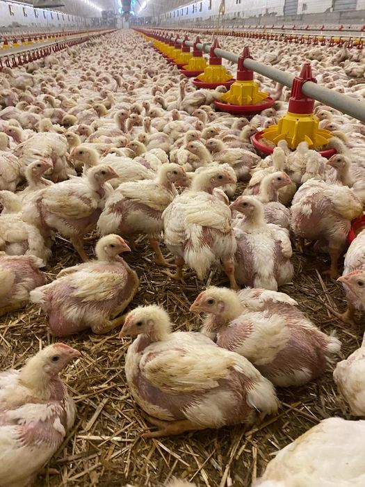 MICRO-FERMA Argeseana‼️