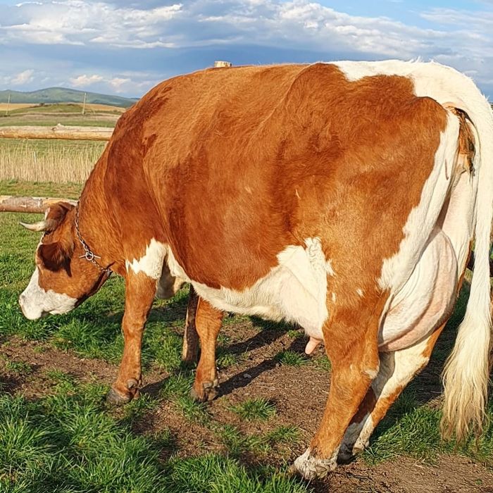 De vânzare vacă balțată românească