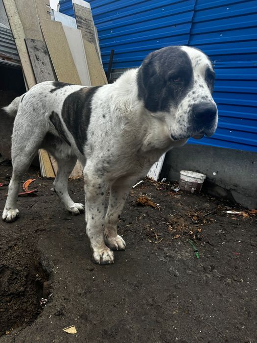 САО кобель для вязки