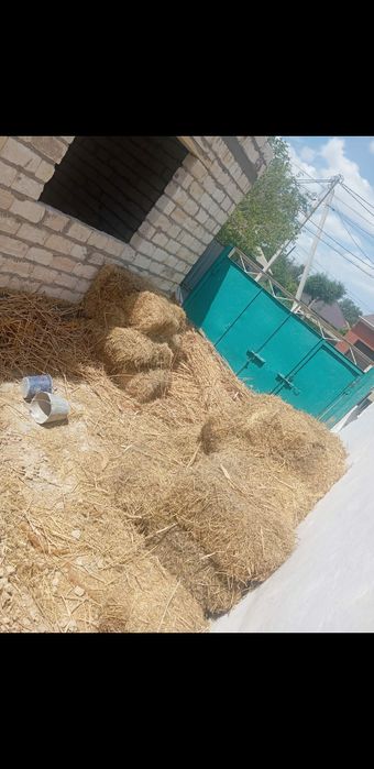 Қамыс Сабан сатылады