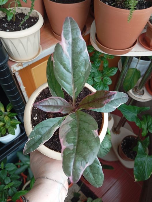 Продам комнатные растения